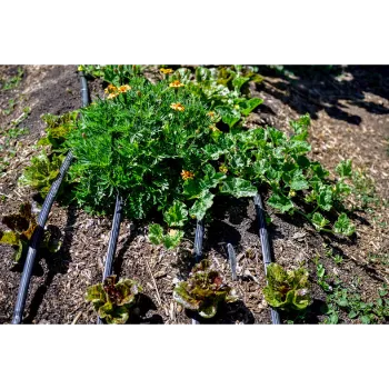 Marigold Plant